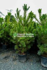 Pinus niagra var. Austrica ( Pin negru Austriac ) - imagine 3