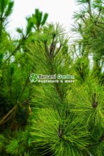 Pinus niagra var. Austrica ( Pin negru Austriac ) - imagine 4