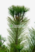 Pinus niagra var. Austrica ( Pin negru Austriac ) - imagine 6