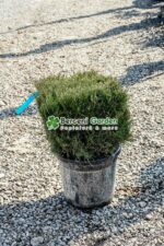 Juniperus media Mint Julep cub (Ienupar semi-tarator Mint Julep )