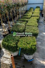 Juniperus media Mint Julep cub (Ienupar semi-tarator Mint Julep ) - imagine 2
