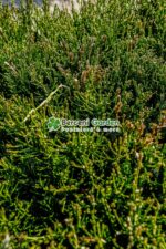 Juniperus media Mint Julep cub (Ienupar semi-tarator Mint Julep ) - imagine 3