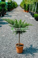 Juniperus media Mint Julep PA mini (Ienupar semi-tarator Mint Julep )