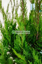 Juniperus media Mint Julep PA mini (Ienupar semi-tarator Mint Julep ) - imagine 2