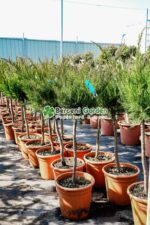 Juniperus media Mint Julep PA mini (Ienupar semi-tarator Mint Julep ) - imagine 3