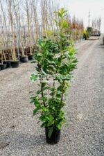 Prunus laurocerasus Novita ( Laur englezesc )