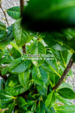 Prunus laurocerasus Novita ( Laur englezesc ) - imagine 2