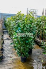 Prunus laurocerasus Novita ( Laur englezesc ) - imagine 3