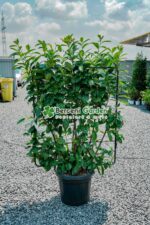 Prunus laurocerasus Novita Spalier ( Laur englezesc Spalier )