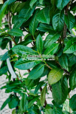 Prunus laurocerasus Novita Spalier ( Laur englezesc Spalier ) - imagine 2