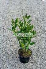 Prunus laurocerasus Otto Luyken ( Laur englezesc )