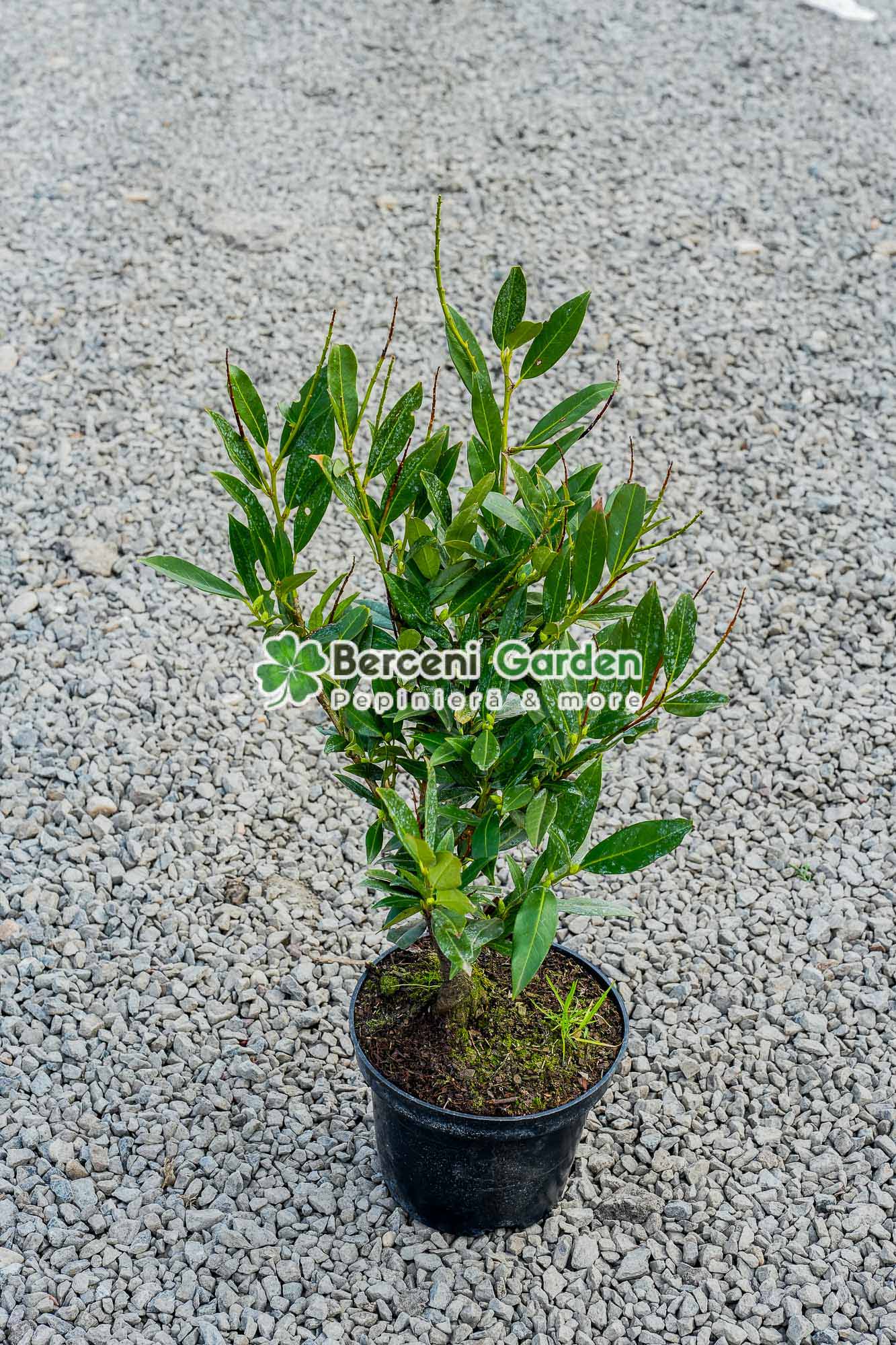 vanzare-plante-online-10.85.01.1 Prunus laurocerasus Otto Luyken ( Laur englezesc ) - imagine 1