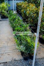 Prunus laurocerasus Otto Luyken ( Laur englezesc ) - imagine 4