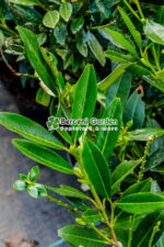 Prunus laurocerasus Otto Luyken ( Laur englezesc ) - imagine 5