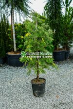 Calocedrus decurrens aureovariegato ( Arborele incens de California cu frunziș auriu-variegat )