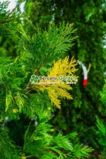 Calocedrus decurrens aureovariegato ( Arborele incens de California cu frunziș auriu-variegat ) - imagine 2
