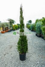 Juniperus Chinensis Spartan ( Ienupar chinezesc Spartan )