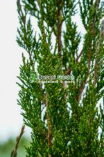 Juniperus Chinensis Spartan ( Ienupar chinezesc Spartan ) - imagine 2
