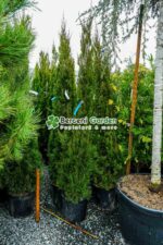 Juniperus Chinensis Spartan ( Ienupar chinezesc Spartan ) - imagine 3