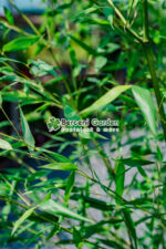 Bambusa Bissetii ( Bambus alergator ) - imagine 2