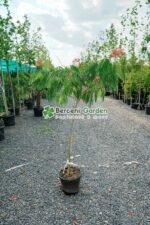 Albizia Ombrella Boubri PA ( Arborele de Matase )