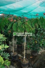 Albizia Ombrella Boubri PA ( Arborele de Matase ) - imagine 2