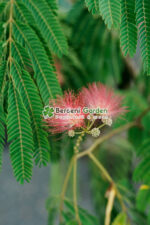 Albizia Ombrella Boubri PA ( Arborele de Matase ) - imagine 3