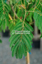 Albizia Ombrella Boubri PA ( Arborele de Matase ) - imagine 4