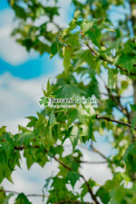 Liquidambar styraciflua ( Arbore de Guma ) - imagine 2