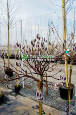 Salix gracilistyla 'Mt Aso' PA ( Salcie Japoneza Roz ) - imagine 3