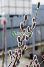 Salix gracilistyla 'Mt Aso' PA ( Salcie Japoneza Roz ) - imagine 4