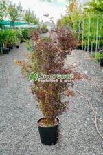 Berberis Ottawensis Superba ( Dracila cu frunzis rosu-mov )