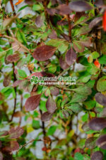 Berberis Ottawensis Superba ( Dracila cu frunzis rosu-mov ) - imagine 2
