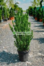 Euonymus Japonicus Benkomasaki Erecta ( Salba japoneza Benkomasaki )