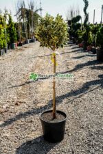 Euonymus Japonica Aureus PA