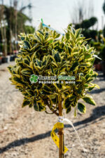 Euonymus Japonica Aureus PA - imagine 2
