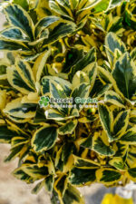 Euonymus Japonica Aureus PA - imagine 3
