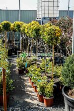 Euonymus Japonica Aureus PA - imagine 4