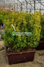 Euonymus Japonica Aureus jardiniera