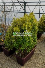 Euonymus Japonica Aureus jardiniera - imagine 2
