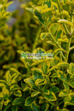 Euonymus Japonica Aureus jardiniera - imagine 3