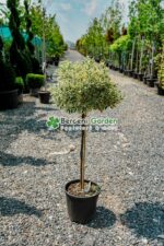 Euonymus Japonica Bravo PA