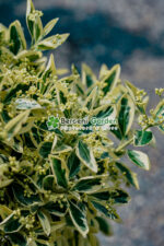 Euonymus Japonica Bravo PA - imagine 2