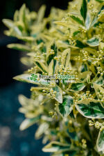 Euonymus Japonica Bravo PA - imagine 3
