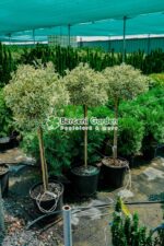 Euonymus Japonica Bravo PA - imagine 4