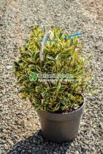 Euonymus Japonica Bravo glob