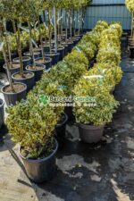 Euonymus Japonica Bravo glob - imagine 2