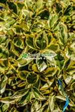 Euonymus Japonica Bravo glob - imagine 3