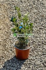 Euonymus Japonica variegatum