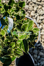 Euonymus Japonica variegatum - imagine 2